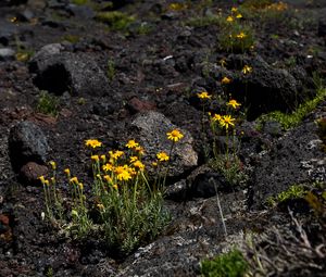 Preview wallpaper mountain, flowers, stones, landscape