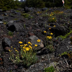 Preview wallpaper mountain, flowers, stones, landscape