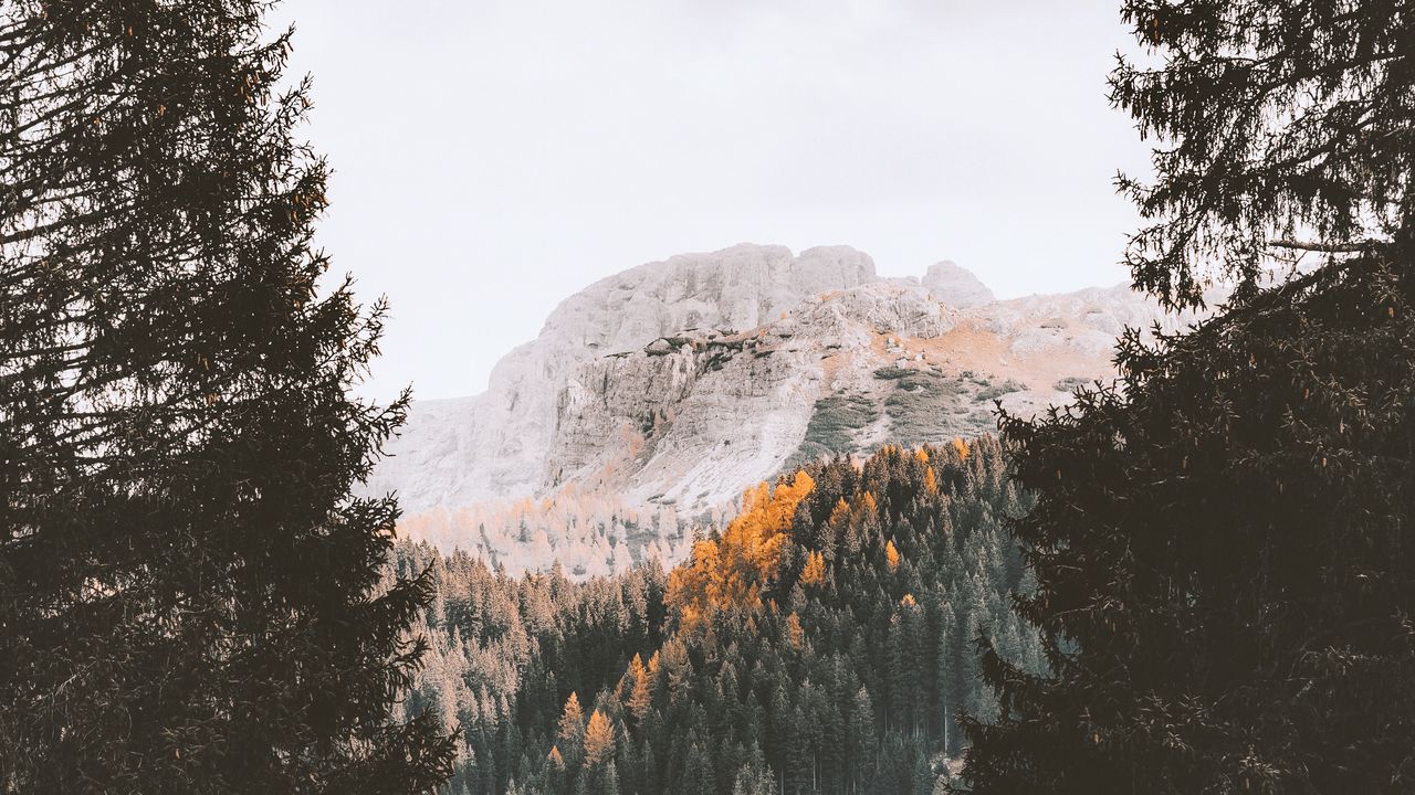 Wallpaper mountain, forest, autumn, trees