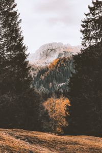 Preview wallpaper mountain, forest, autumn, trees