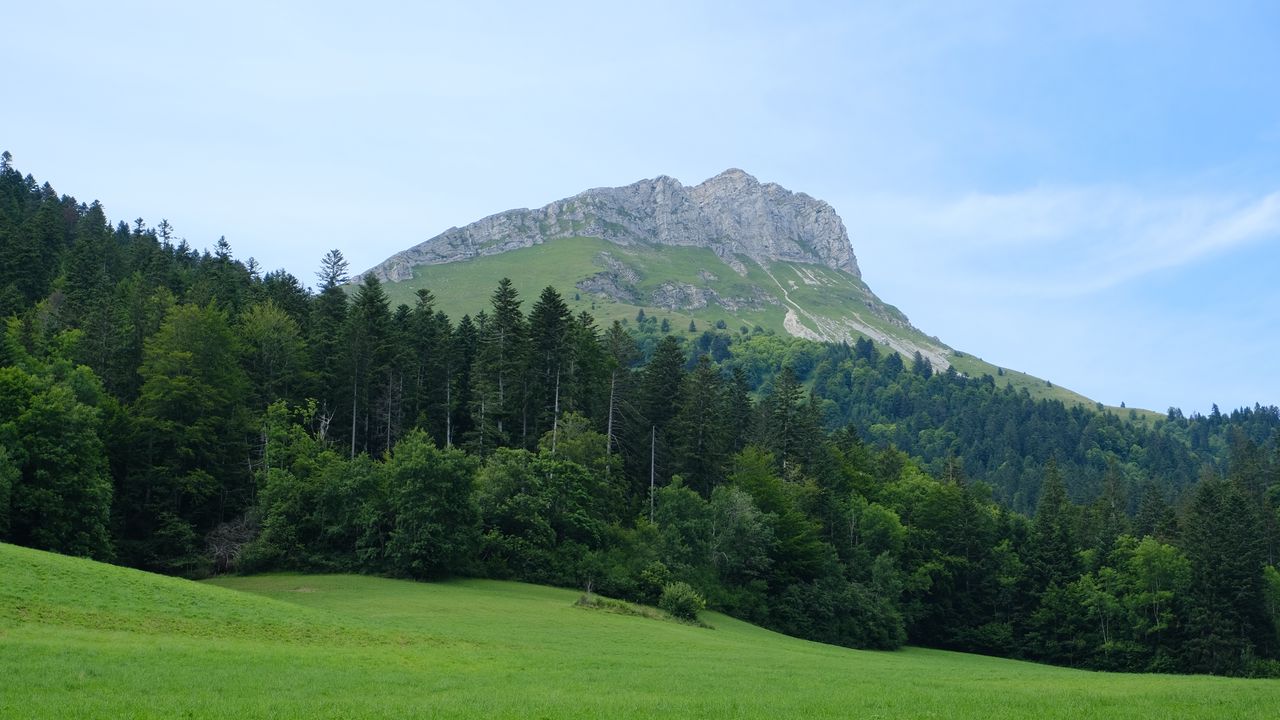 Wallpaper mountain, forest, field, nature, landscape