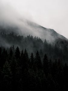 Preview wallpaper mountain, forest, fog, nature, landscape