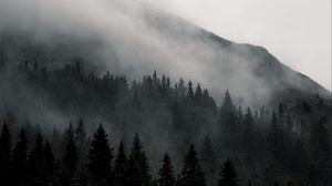 Preview wallpaper mountain, forest, fog, nature, landscape
