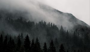 Preview wallpaper mountain, forest, fog, nature, landscape