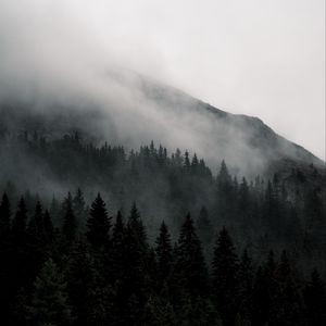 Preview wallpaper mountain, forest, fog, nature, landscape