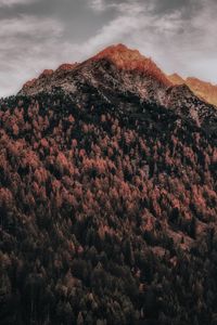 Preview wallpaper mountain, forest, peak, clouds, zillertal alps, italy