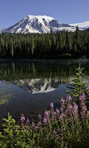 Preview wallpaper mountain, forest, reflection, lake, flowers, nature