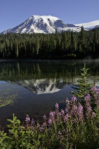 Preview wallpaper mountain, forest, reflection, lake, flowers, nature