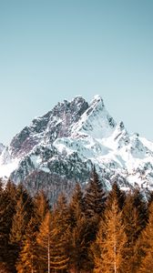 Preview wallpaper mountain, forest, trees, peak, snowy