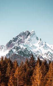 Preview wallpaper mountain, forest, trees, peak, snowy