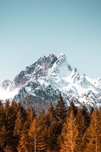 Preview wallpaper mountain, forest, trees, peak, snowy