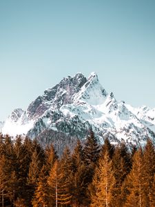 Preview wallpaper mountain, forest, trees, peak, snowy