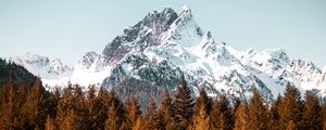 Preview wallpaper mountain, forest, trees, peak, snowy