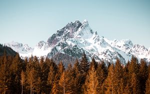 Preview wallpaper mountain, forest, trees, peak, snowy