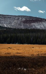 Preview wallpaper mountain, forest, trees, conifer, landscape