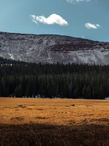 Preview wallpaper mountain, forest, trees, conifer, landscape