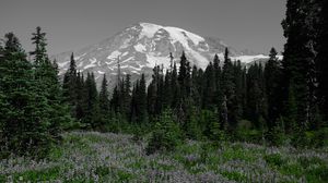 Preview wallpaper mountain, forest, trees, nature