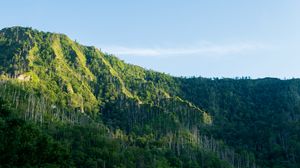 Preview wallpaper mountain, forest, trees, landscape, green