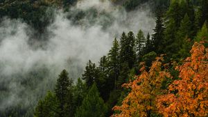 Preview wallpaper mountain, forest, trees, fog, autumn, aerial view