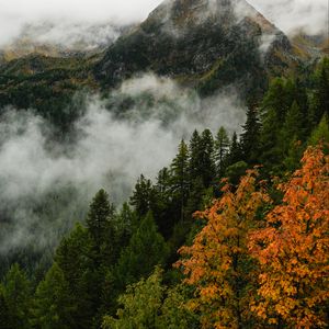 Preview wallpaper mountain, forest, trees, fog, autumn, aerial view