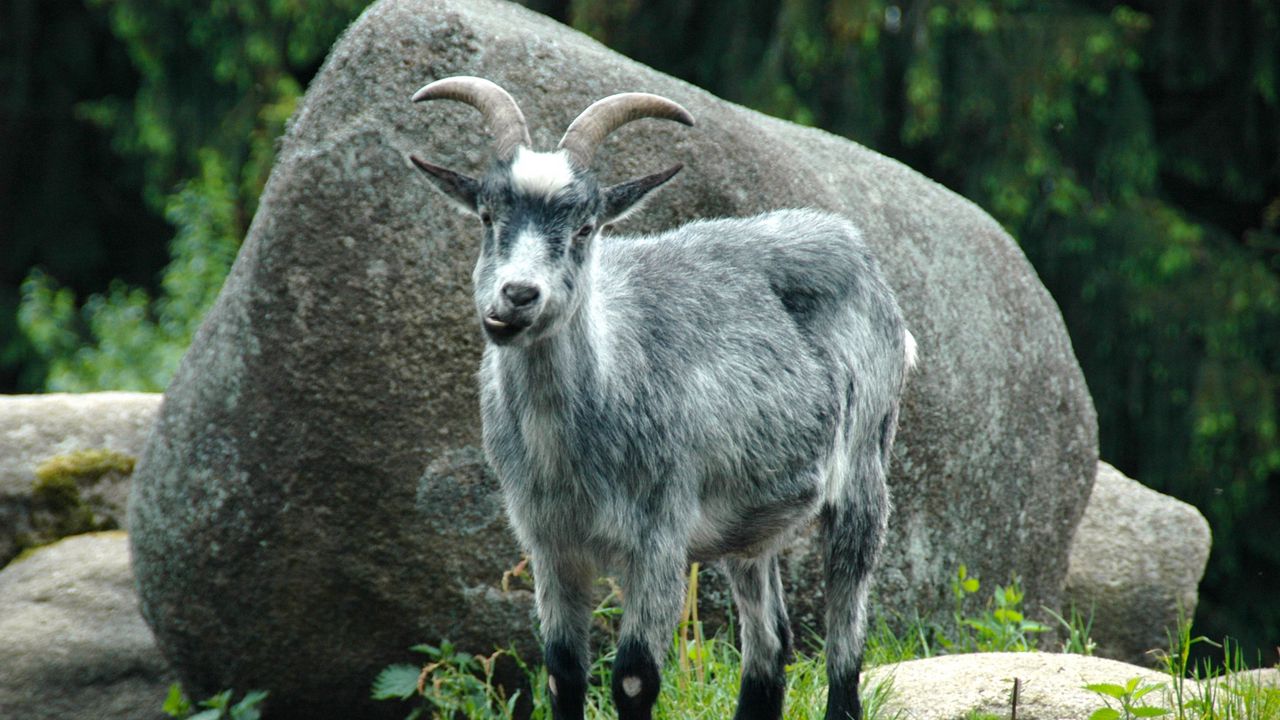 Wallpaper mountain goat, funny, rocks