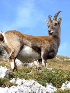 Preview wallpaper mountain goat, goat, grass, mountain