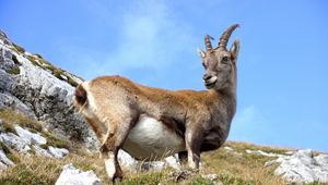 Preview wallpaper mountain goat, goat, grass, mountain