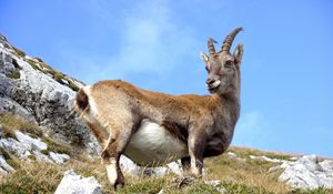 Preview wallpaper mountain goat, goat, grass, mountain