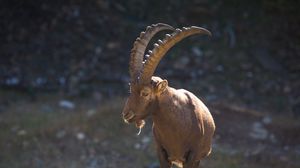 Preview wallpaper mountain goat, horn, alps