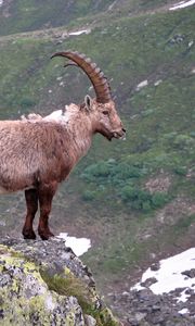 Preview wallpaper mountain goat, rock, horns