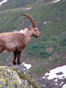 Preview wallpaper mountain goat, rock, horns