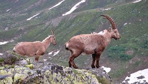 Preview wallpaper mountain goat, rock, horns