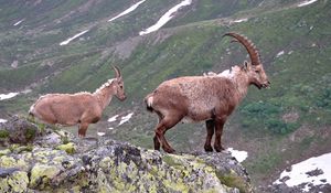 Preview wallpaper mountain goat, rock, horns