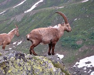 Preview wallpaper mountain goat, rock, horns