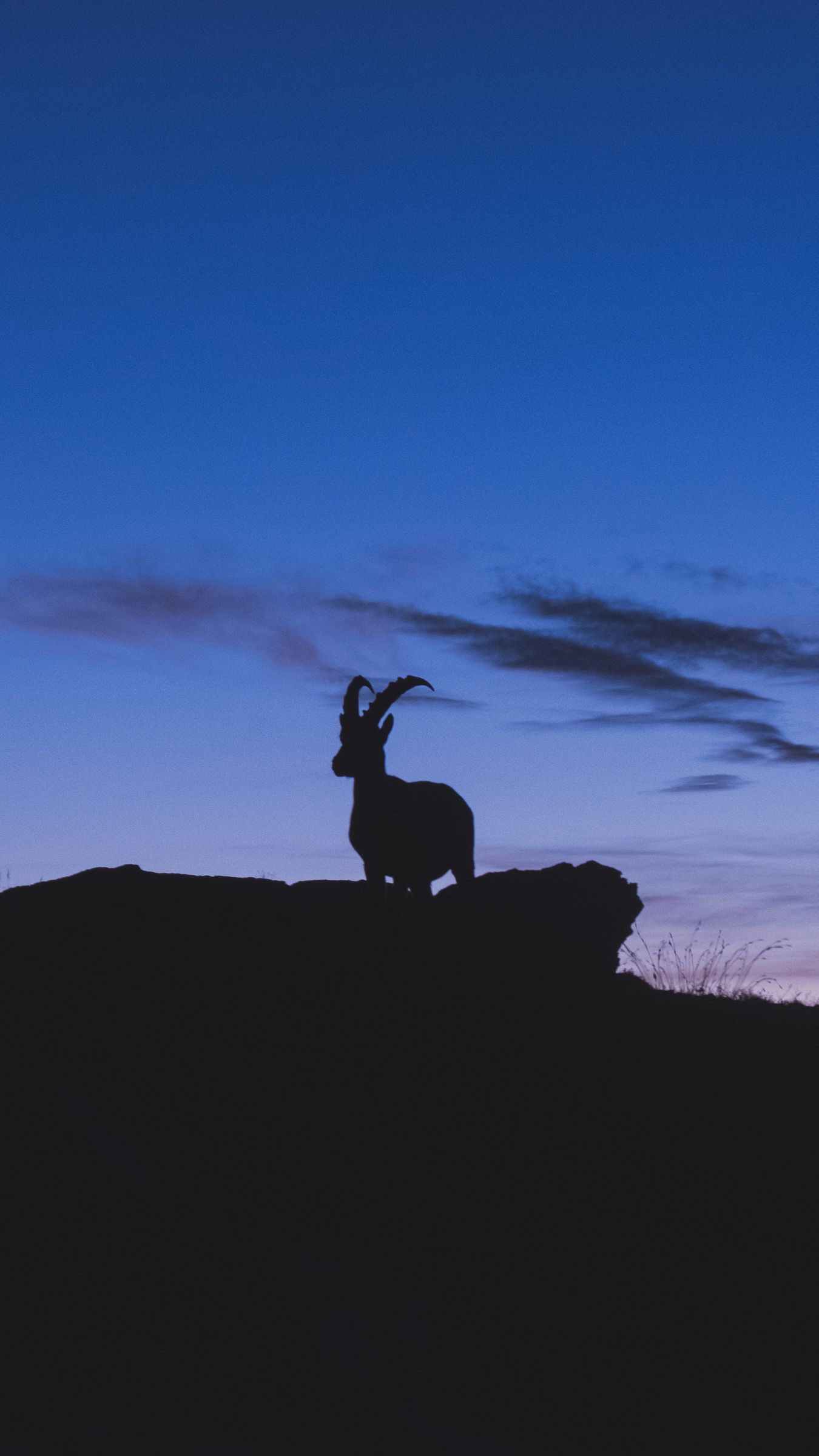 Download wallpaper 1350x2400 mountain goat, silhouette, night iphone  8+/7+/6s+/6+ for parallax hd background