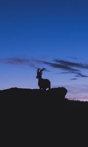 Preview wallpaper mountain goat, silhouette, night