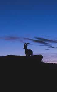 Preview wallpaper mountain goat, silhouette, night