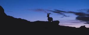 Preview wallpaper mountain goat, silhouette, night