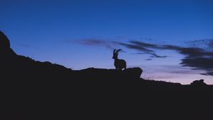 Preview wallpaper mountain goat, silhouette, night