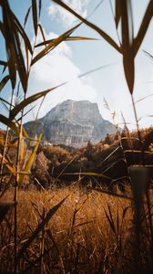 Preview wallpaper mountain, grass, bushes, nature