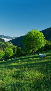 Preview wallpaper mountain, hillside, sheep, grass, trees, summer
