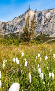 Preview wallpaper mountain, lawn, grass, flowers, landscape, summer