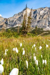 Preview wallpaper mountain, lawn, grass, flowers, landscape, summer