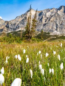 Preview wallpaper mountain, lawn, grass, flowers, landscape, summer