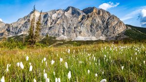 Preview wallpaper mountain, lawn, grass, flowers, landscape, summer