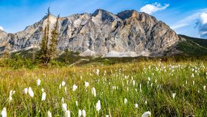 Preview wallpaper mountain, lawn, grass, flowers, landscape, summer