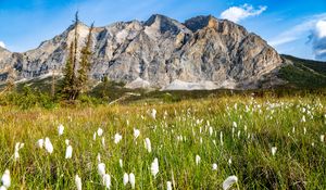 Preview wallpaper mountain, lawn, grass, flowers, landscape, summer