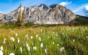 Preview wallpaper mountain, lawn, grass, flowers, landscape, summer