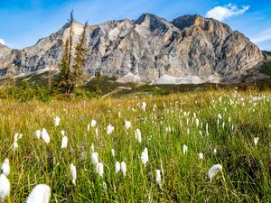 Preview wallpaper mountain, lawn, grass, flowers, landscape, summer