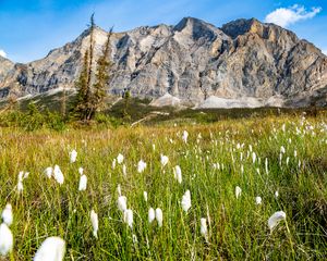 Preview wallpaper mountain, lawn, grass, flowers, landscape, summer